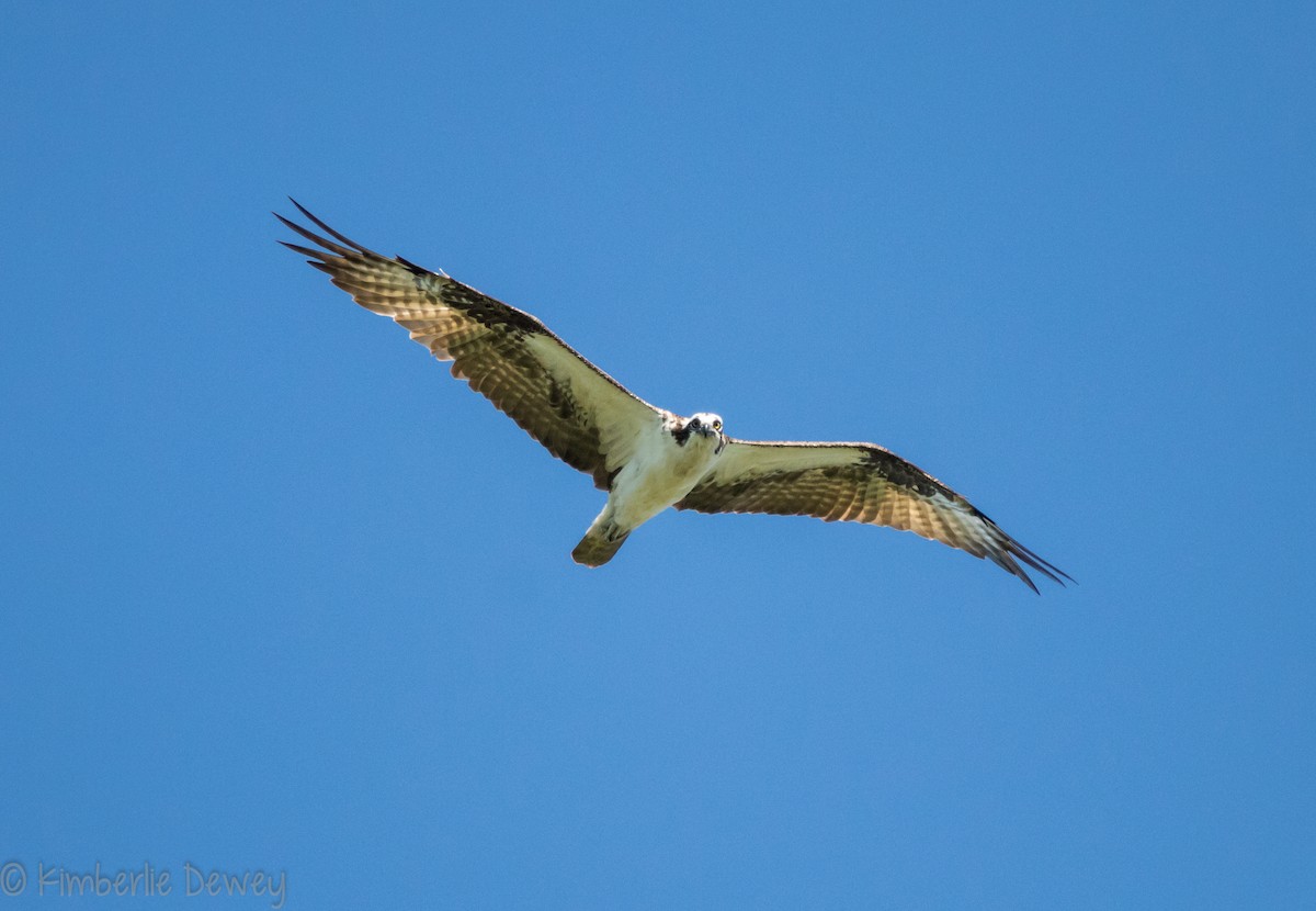 Osprey - ML107269711