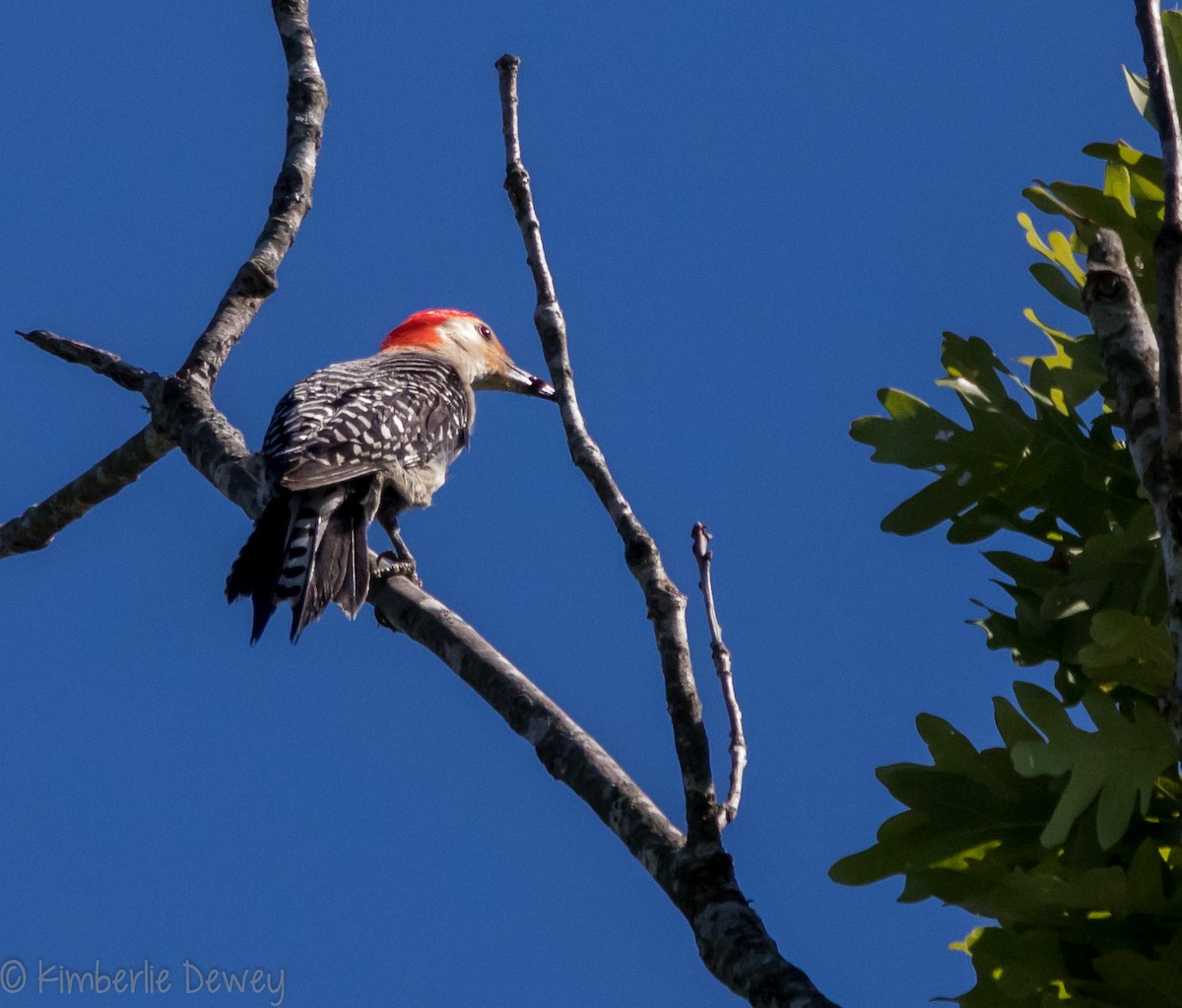 Red-bellied Woodpecker - ML107269851