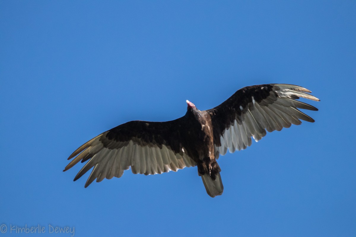 Turkey Vulture - ML107269891