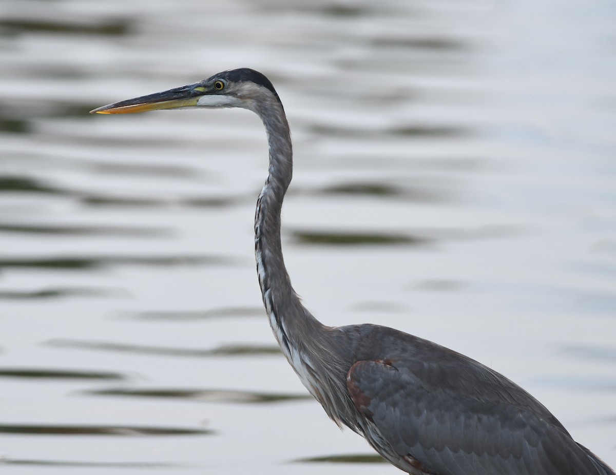 Great Blue Heron - ML107272181