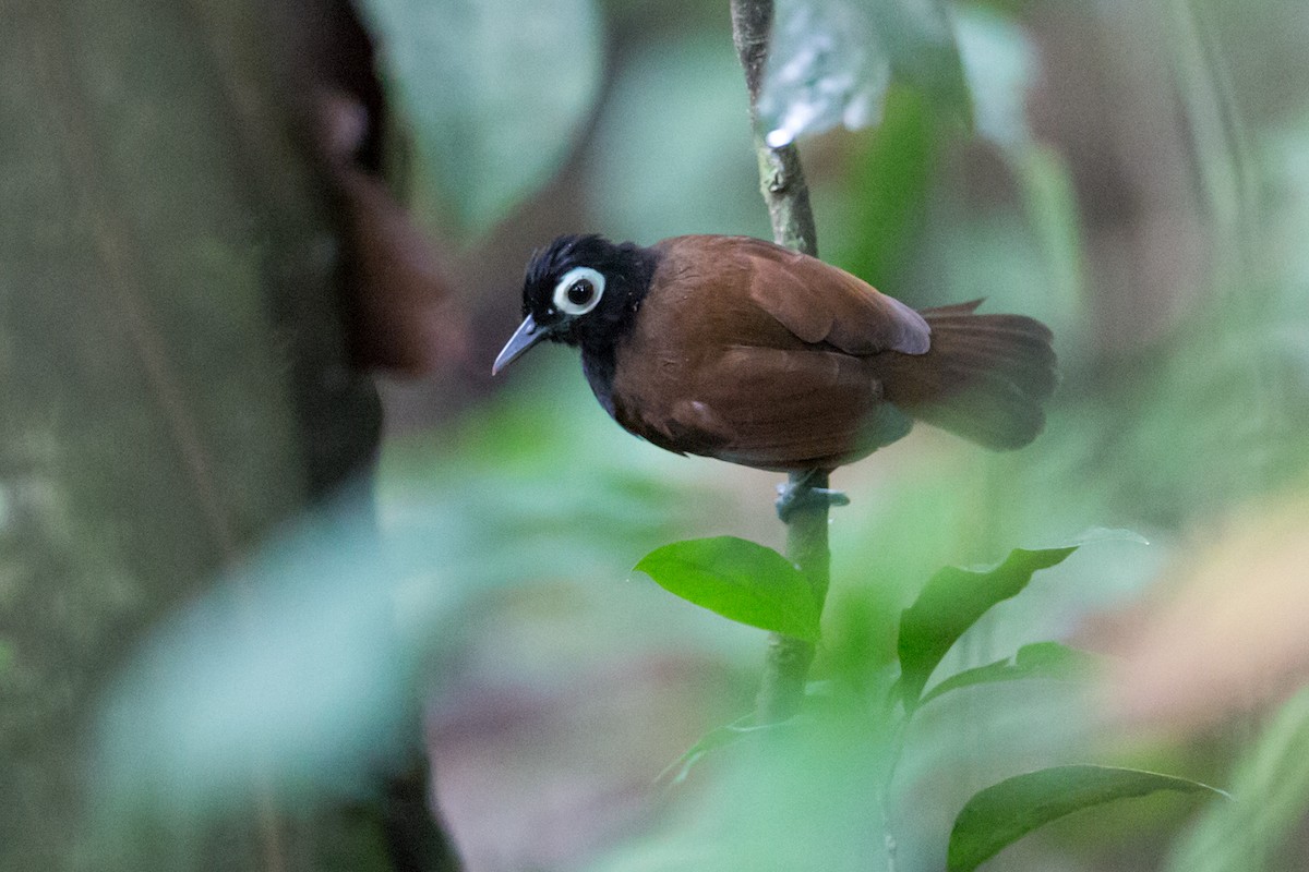Bare-eyed Antbird - Nick Athanas