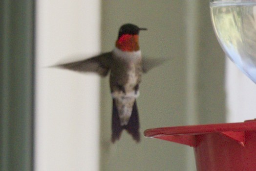 Ruby-throated Hummingbird - robert bowker