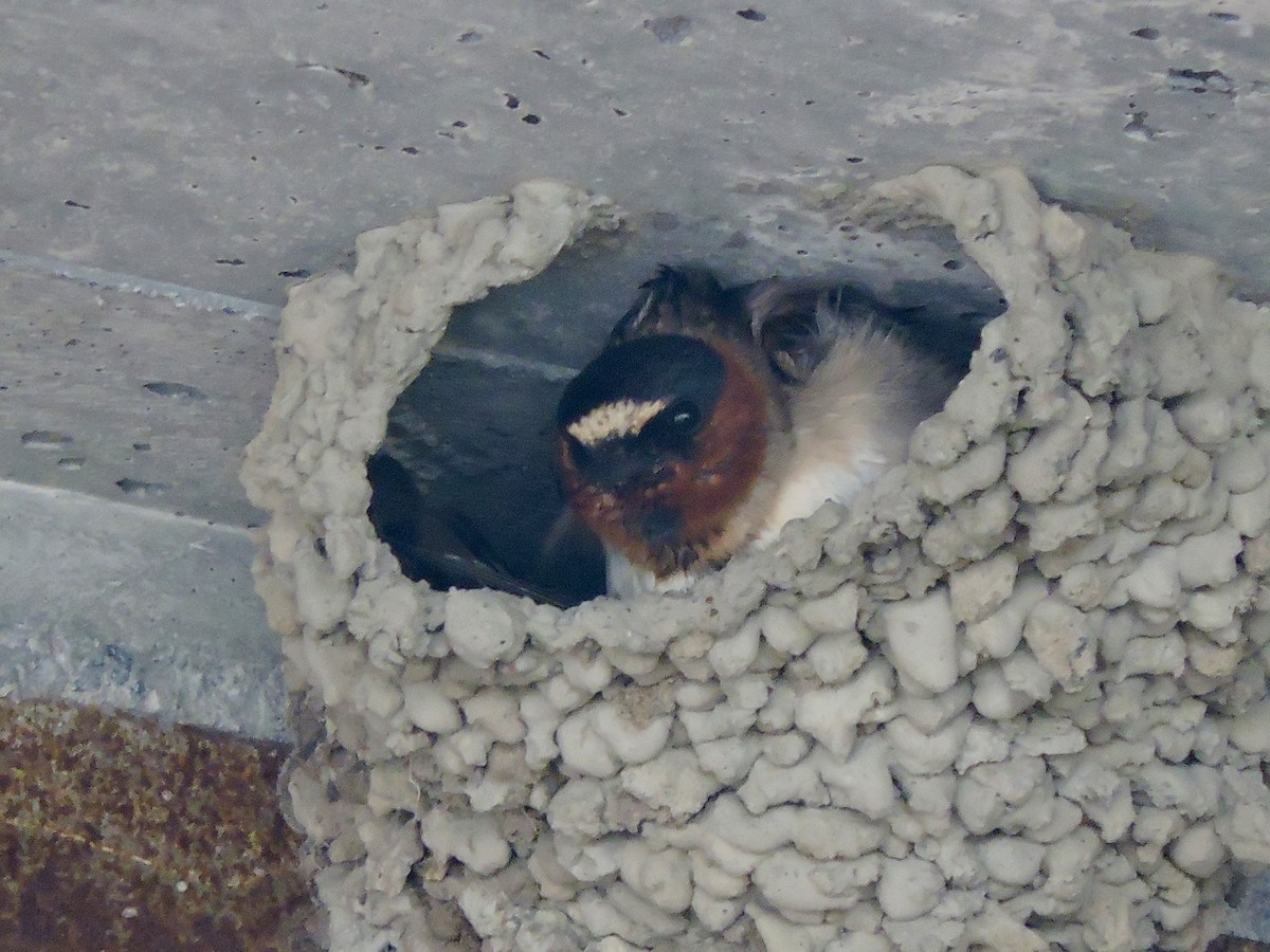 Cliff Swallow - ML107277061