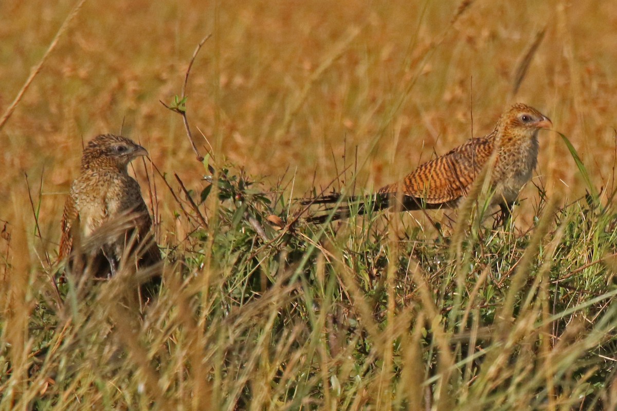 Black Coucal - ML107277231