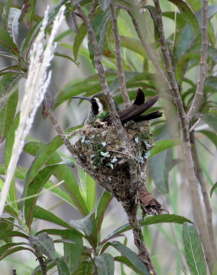 Colibrí Orejiblanco - ML107277701