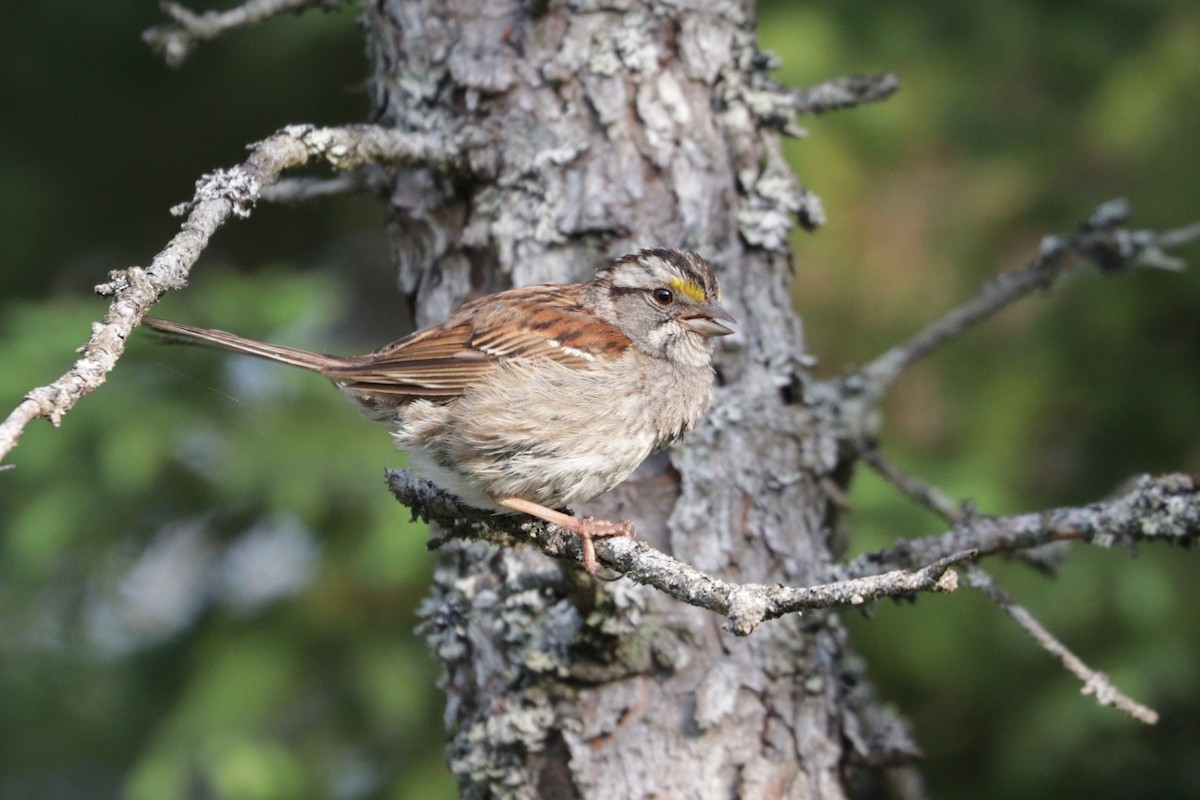 White-throated Sparrow - ML107277791