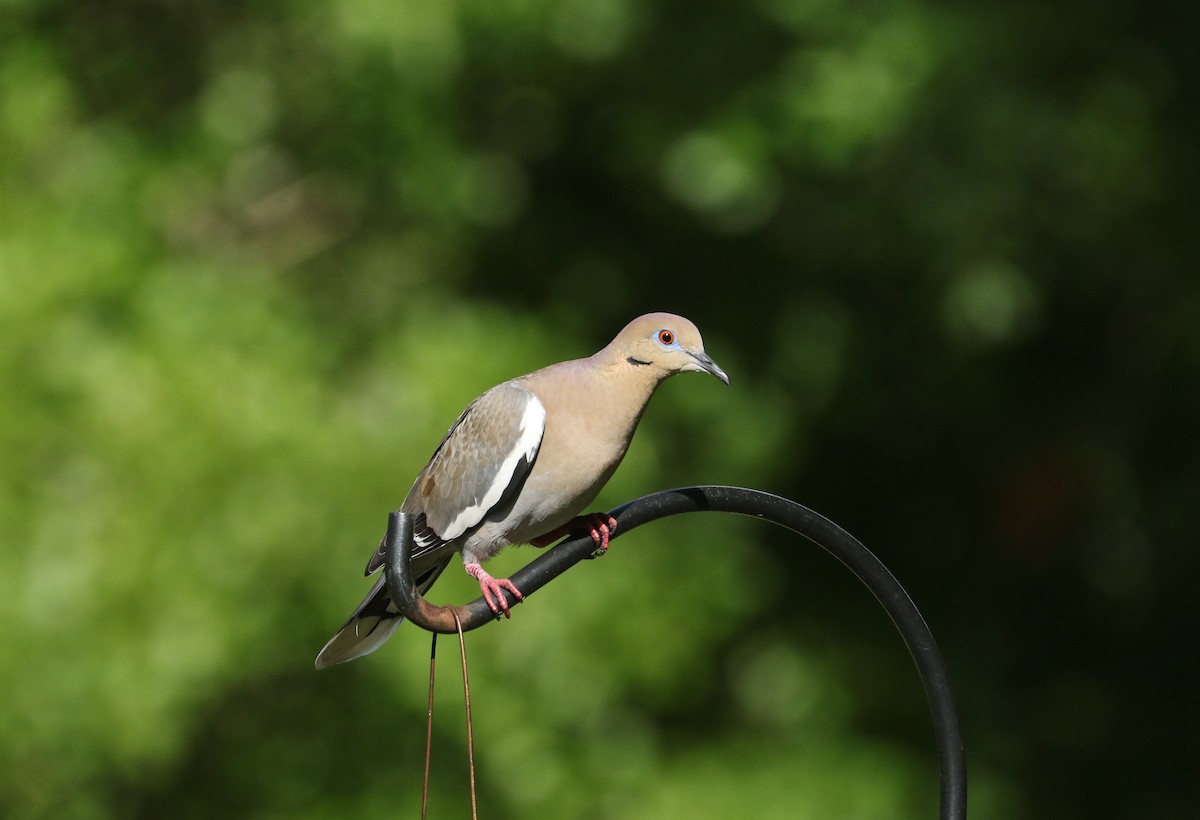 White-winged Dove - ML107281061
