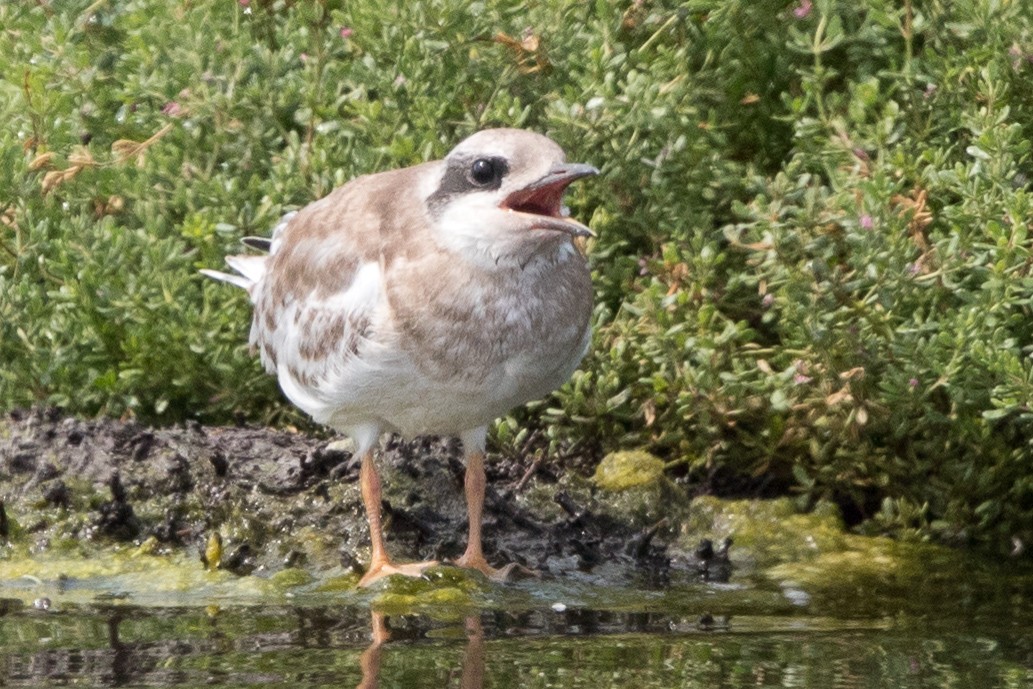 Forster's Tern - ML107282901