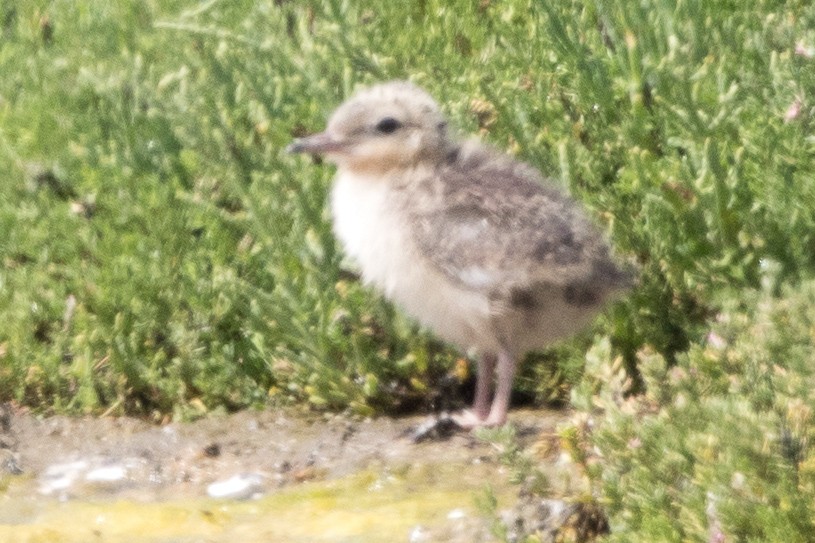 Forster's Tern - ML107282911