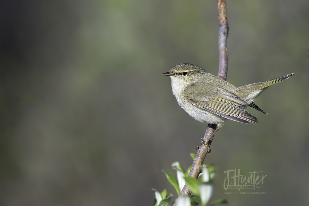 Arctic Warbler - ML107284561
