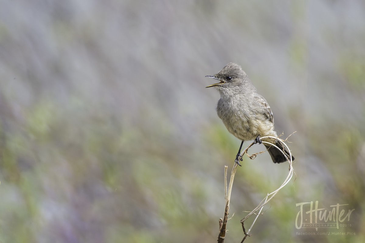 Say's Phoebe - ML107284611