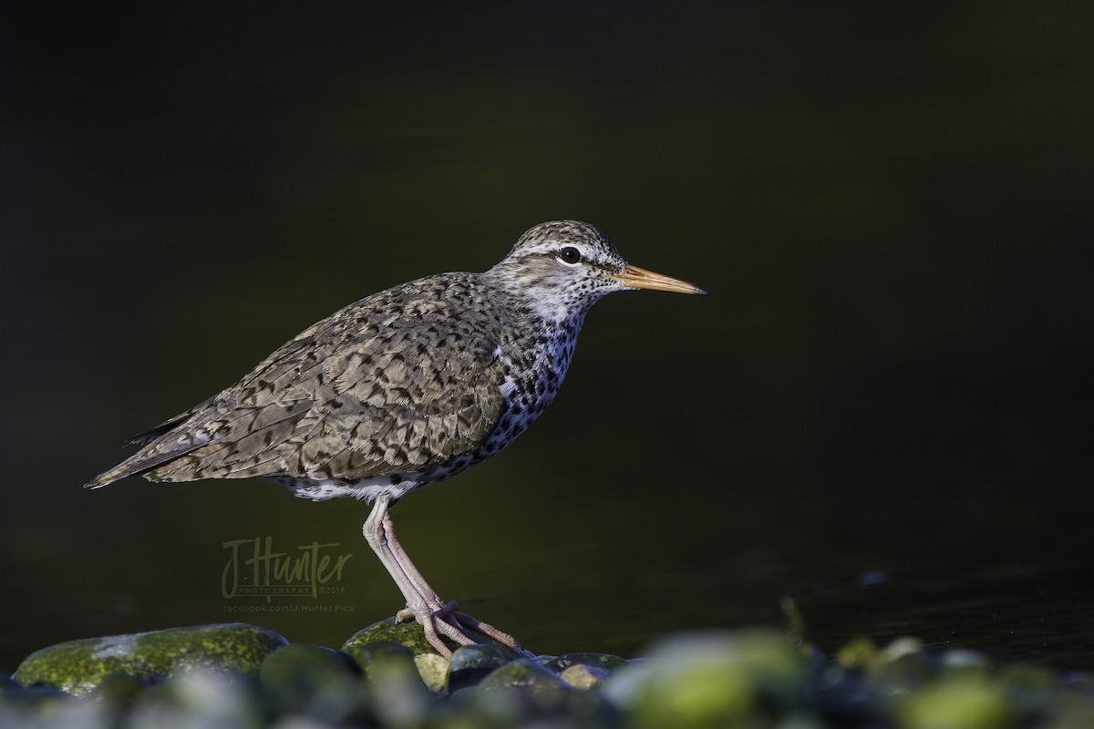 Spotted Sandpiper - ML107284681
