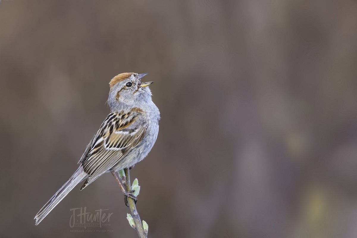 American Tree Sparrow - ML107284701
