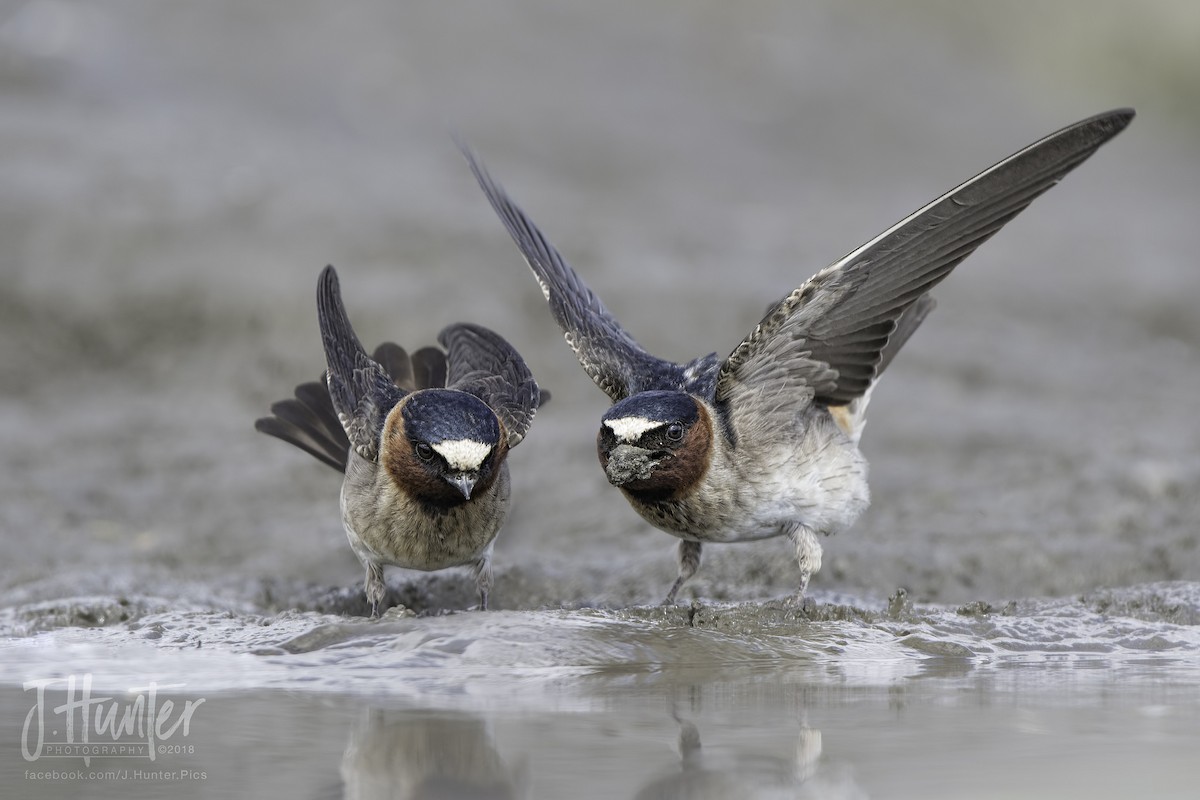 Cliff Swallow - ML107284721