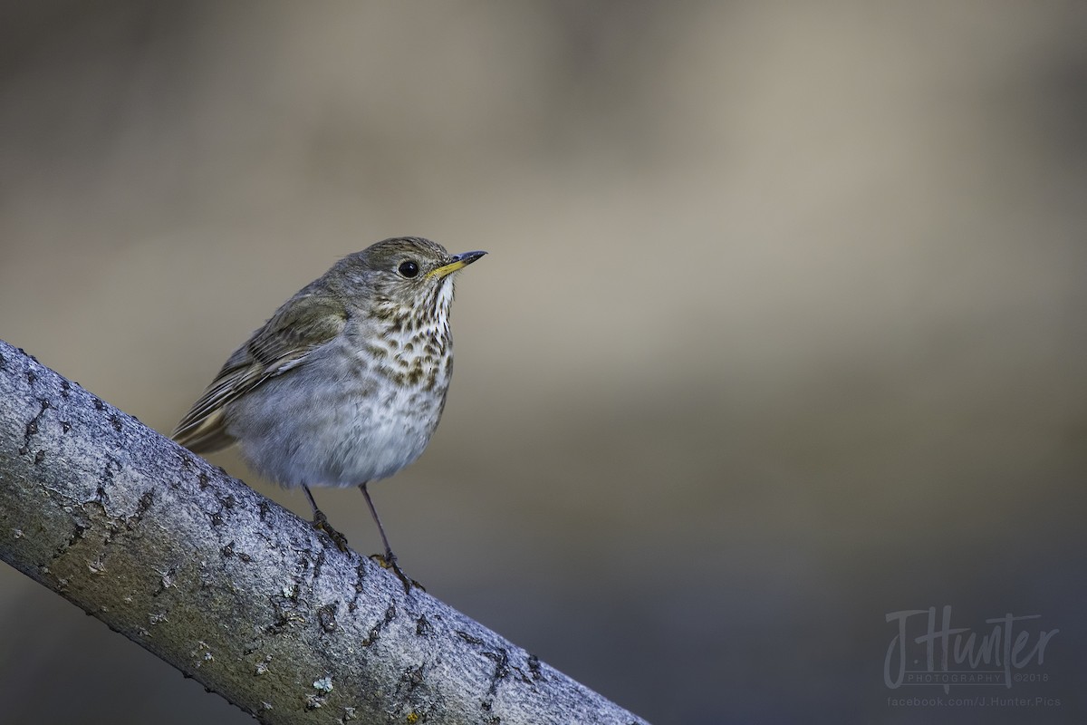 Gray-cheeked Thrush - ML107284751