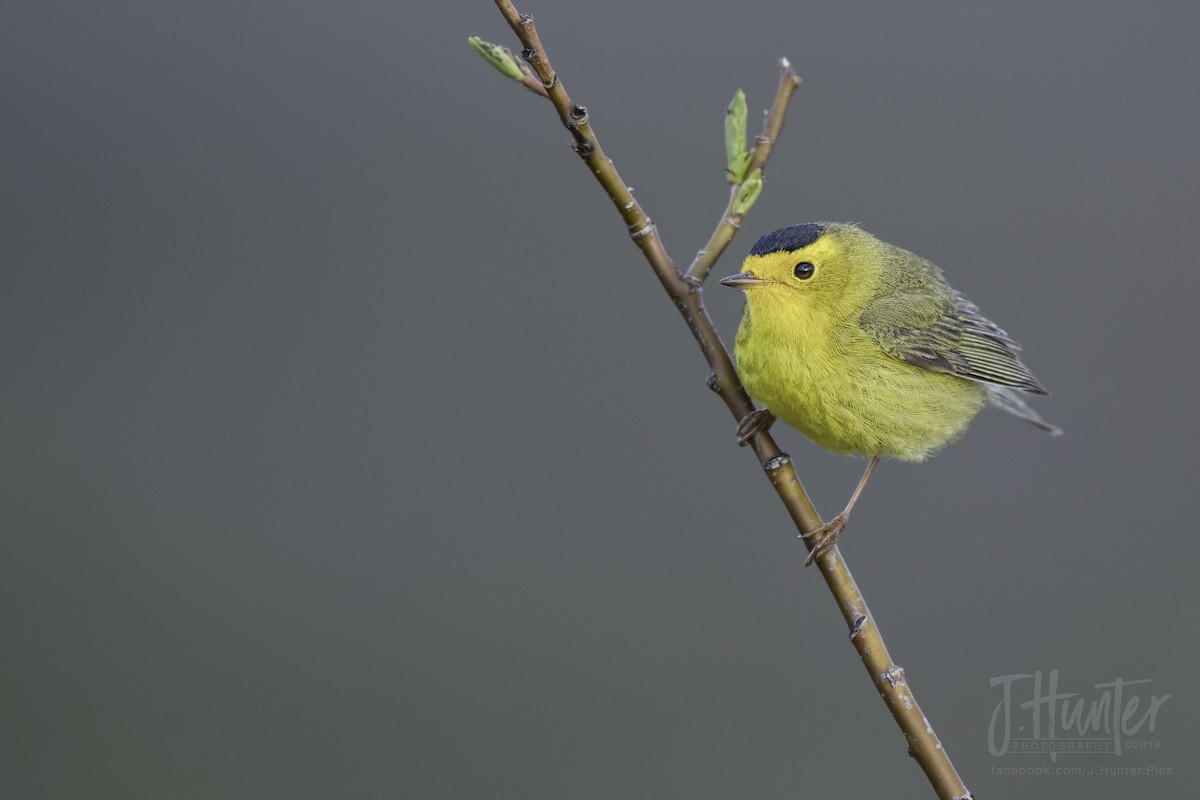 Wilson's Warbler - ML107284771