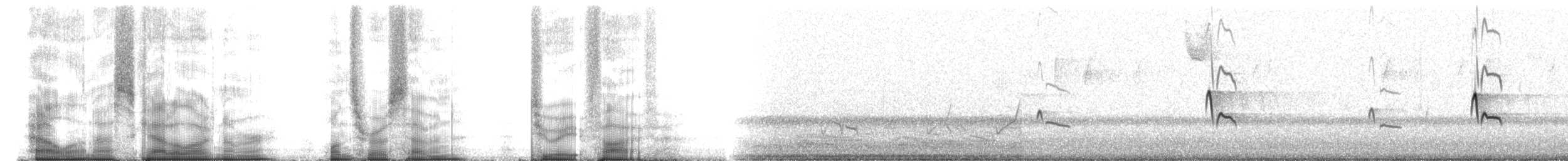 Светлобрюхий фиби - ML107285
