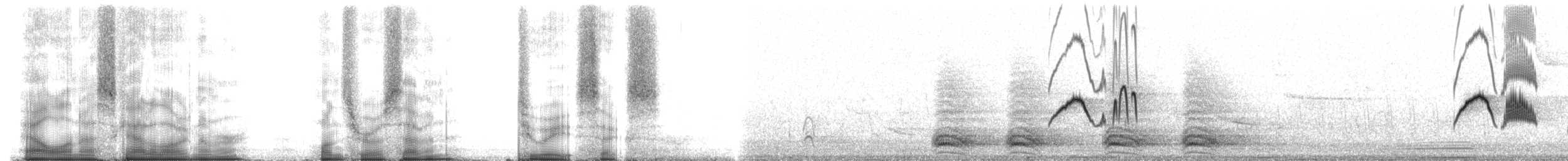 Светлобрюхий фиби - ML107286