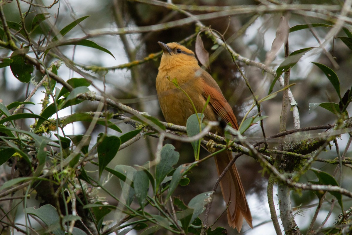 Buff-fronted Foliage-gleaner - ML107287281