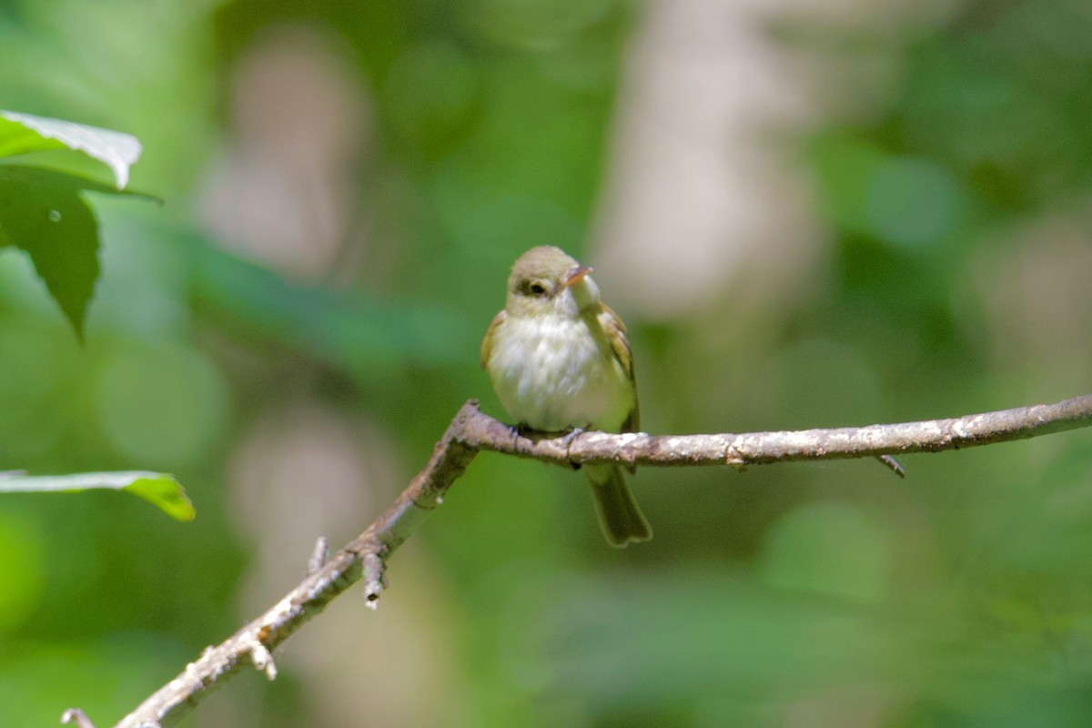 Acadian Flycatcher - ML107287301