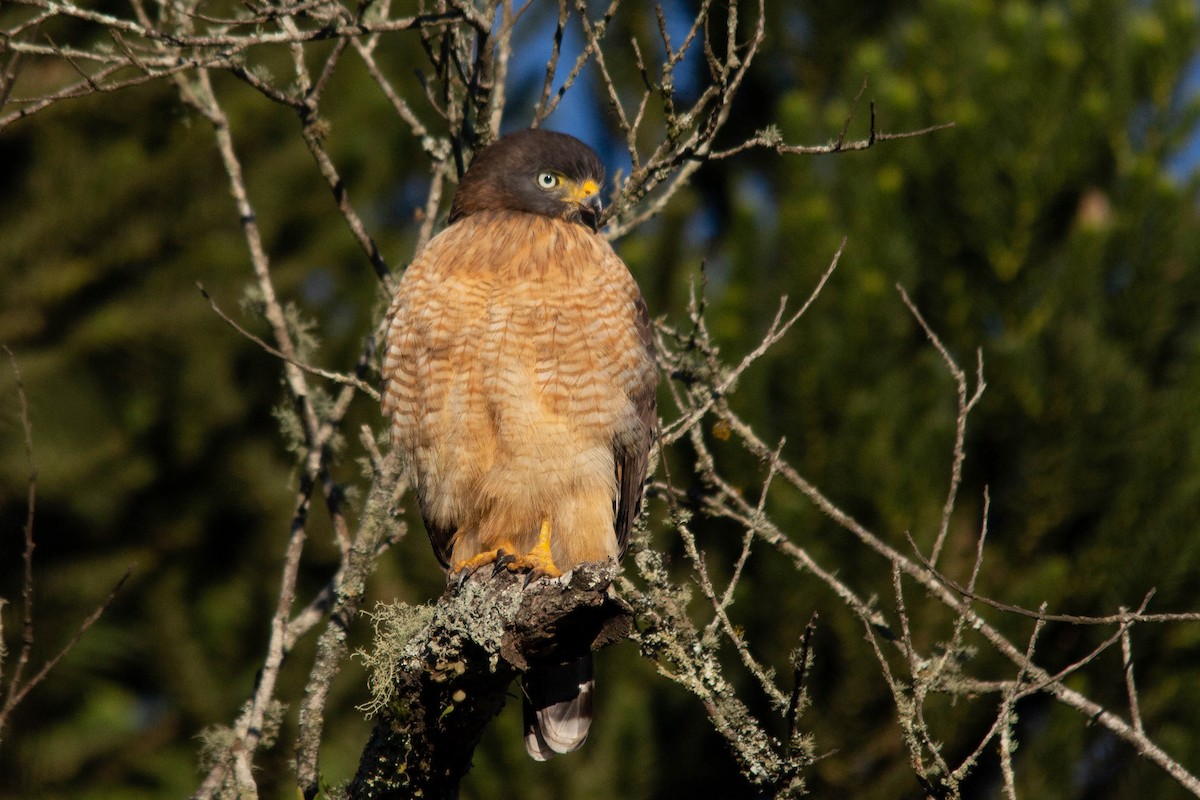 Wegebussard - ML107287361