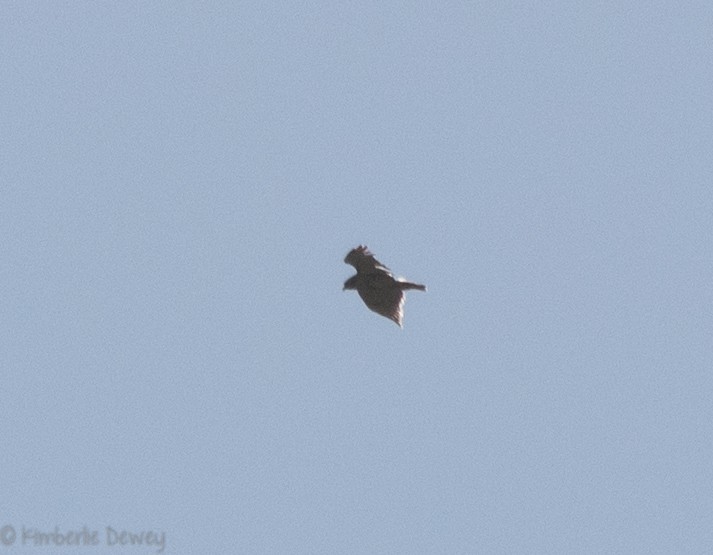Red-tailed Hawk - ML107287561