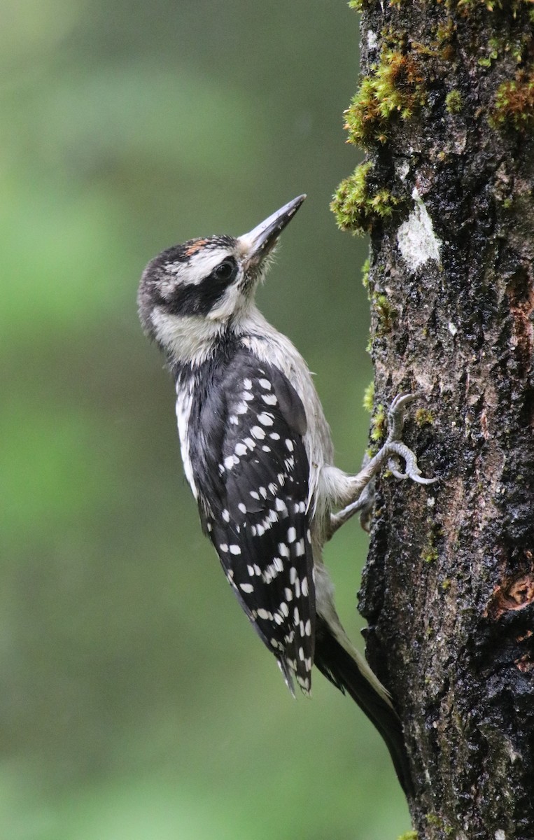 Hairy Woodpecker - Tasha Dimarzio