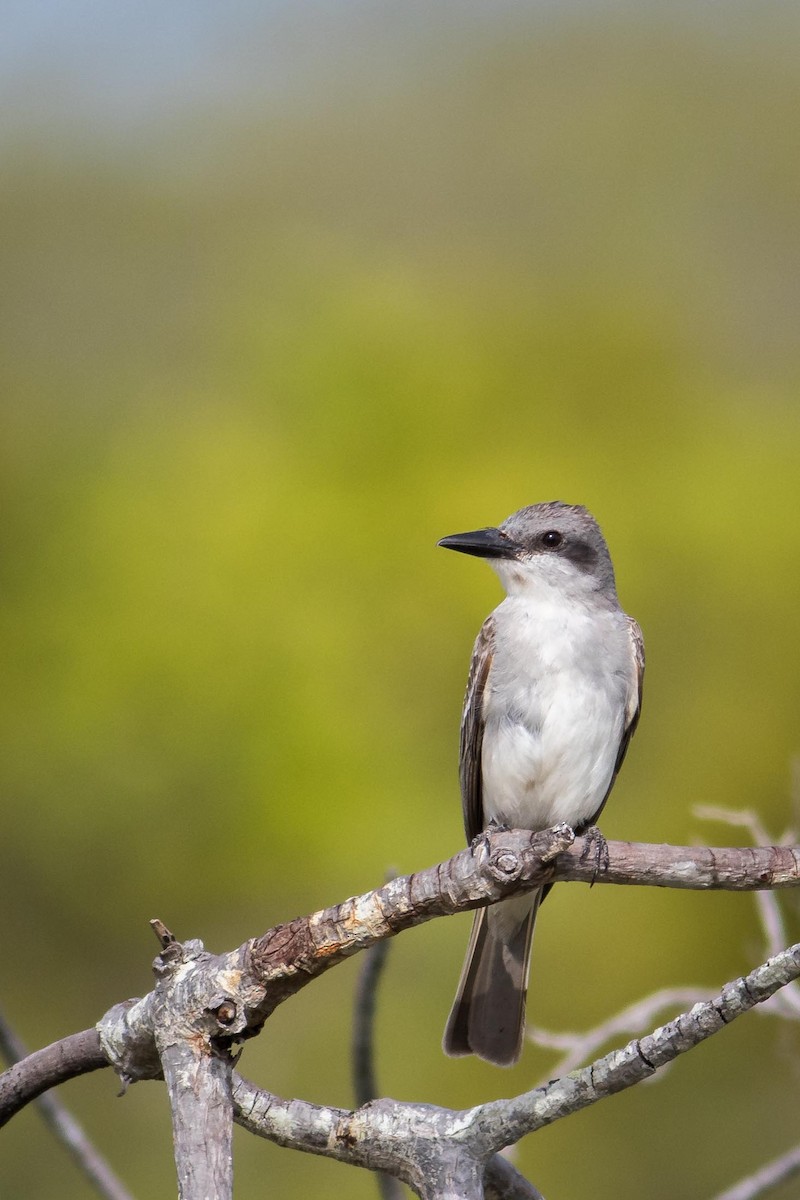 Gray Kingbird - ML107288241