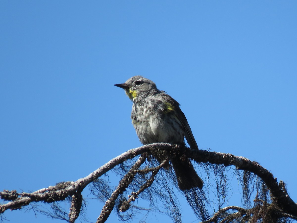 Yellow-rumped Warbler - ML107289241