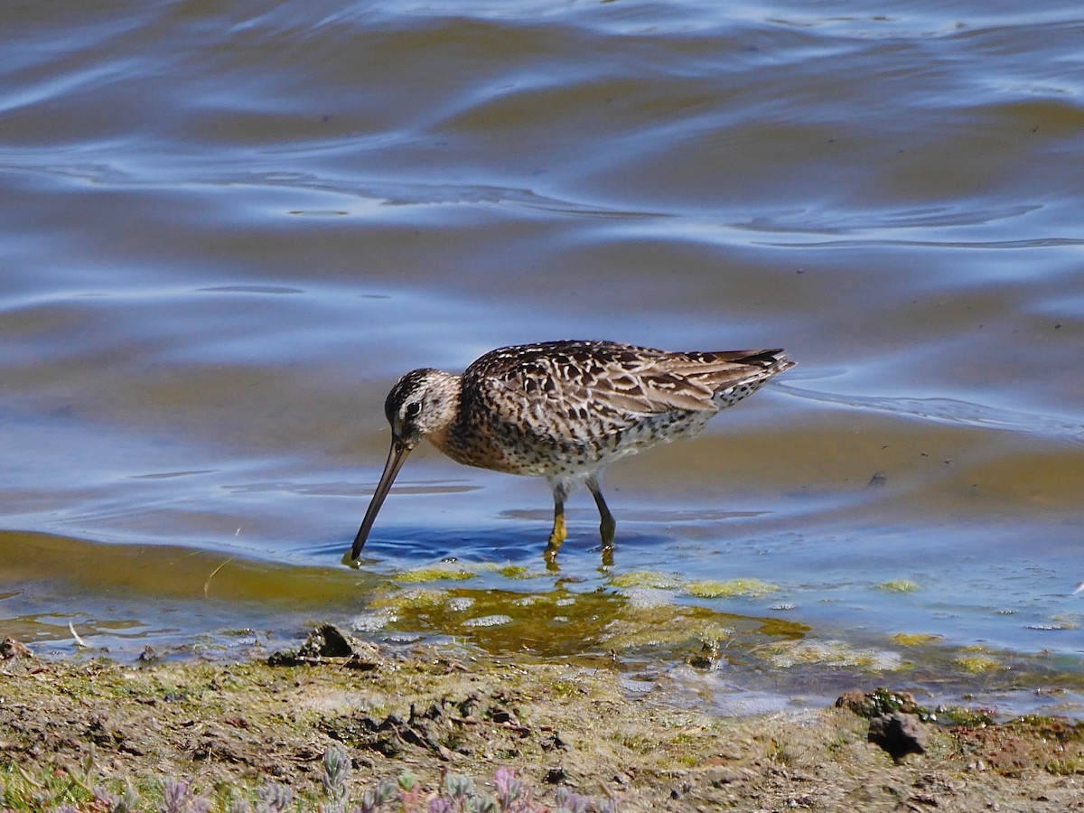 Short-billed Dowitcher - ML107290131