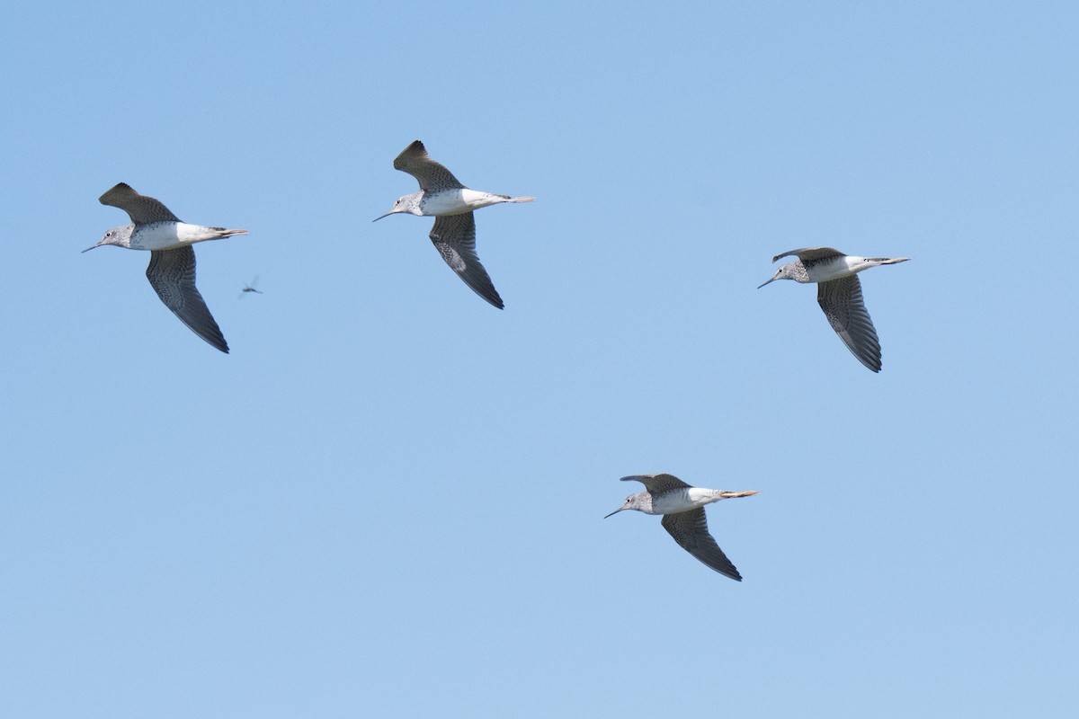 Lesser Yellowlegs - ML107292611