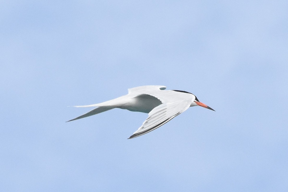 Roseate Tern - Andrew Dobson