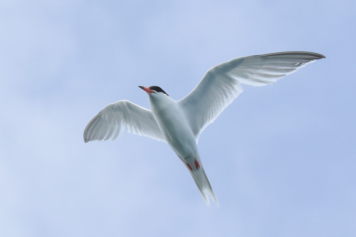 Roseate Tern - ML107293731