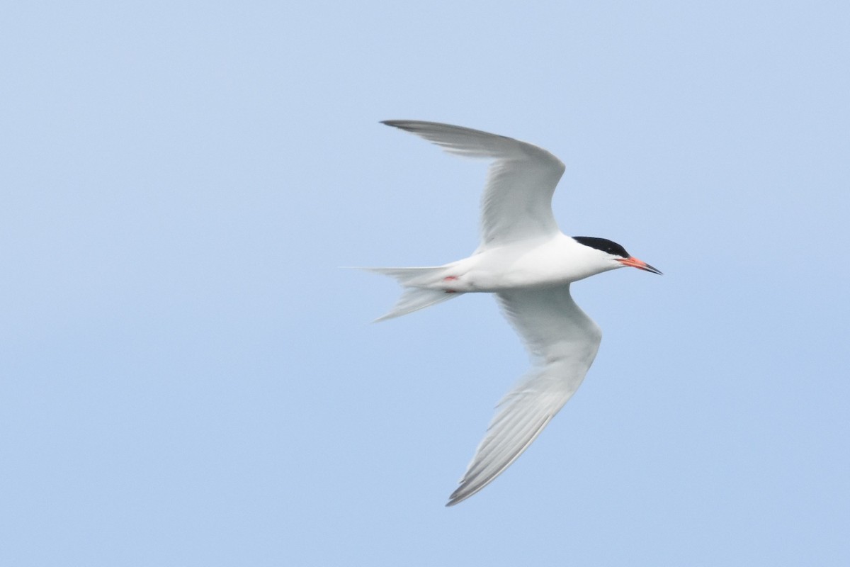 Roseate Tern - ML107293751