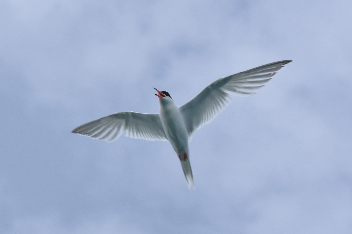 Roseate Tern - ML107293761