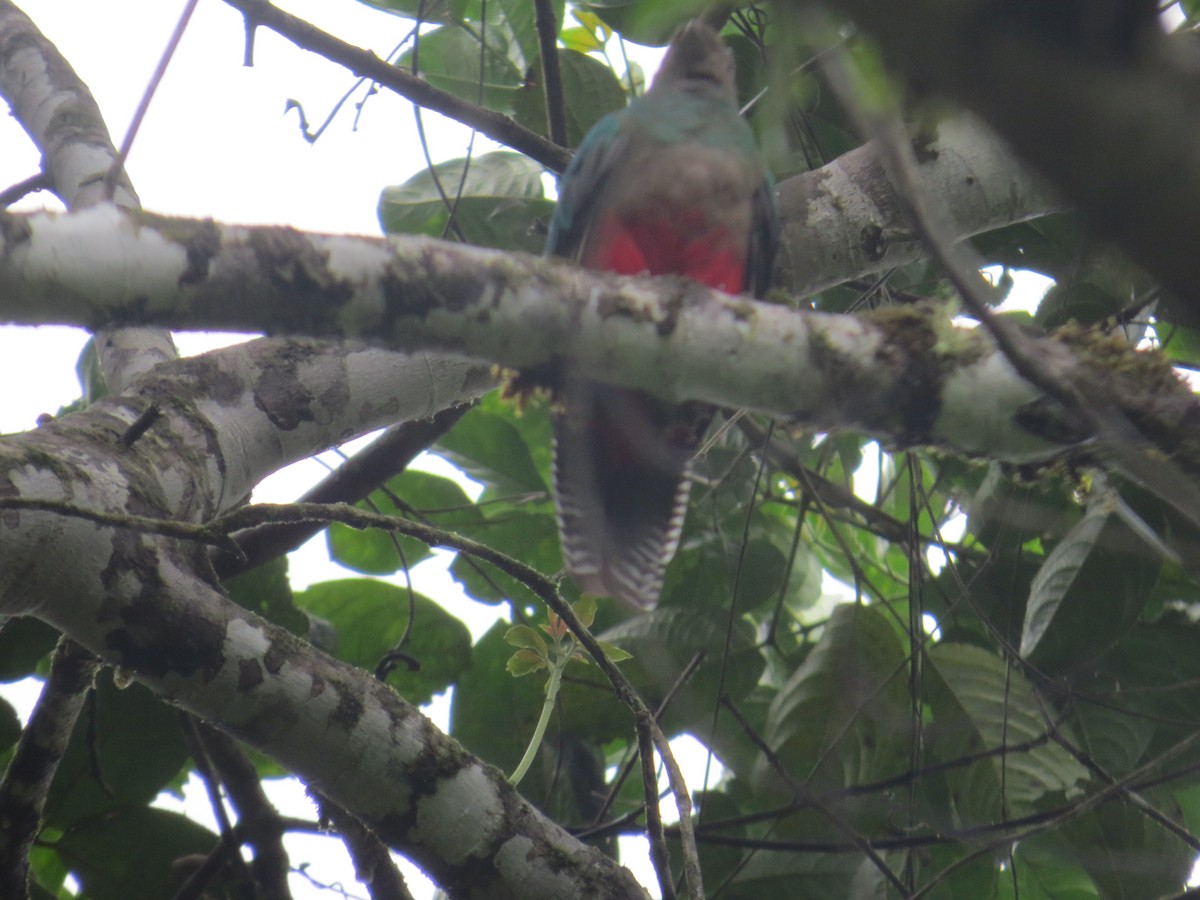 Golden-headed Quetzal - ML107294141