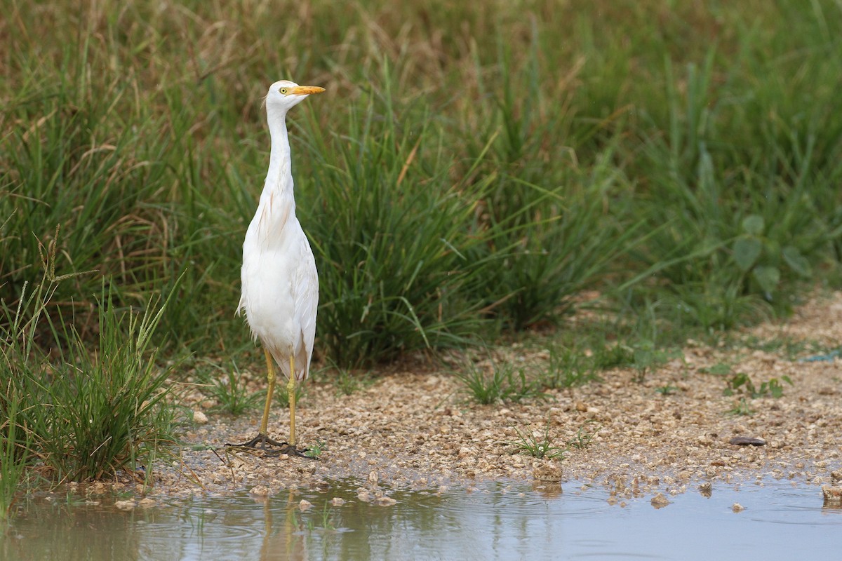 Western Cattle Egret - ML107295181