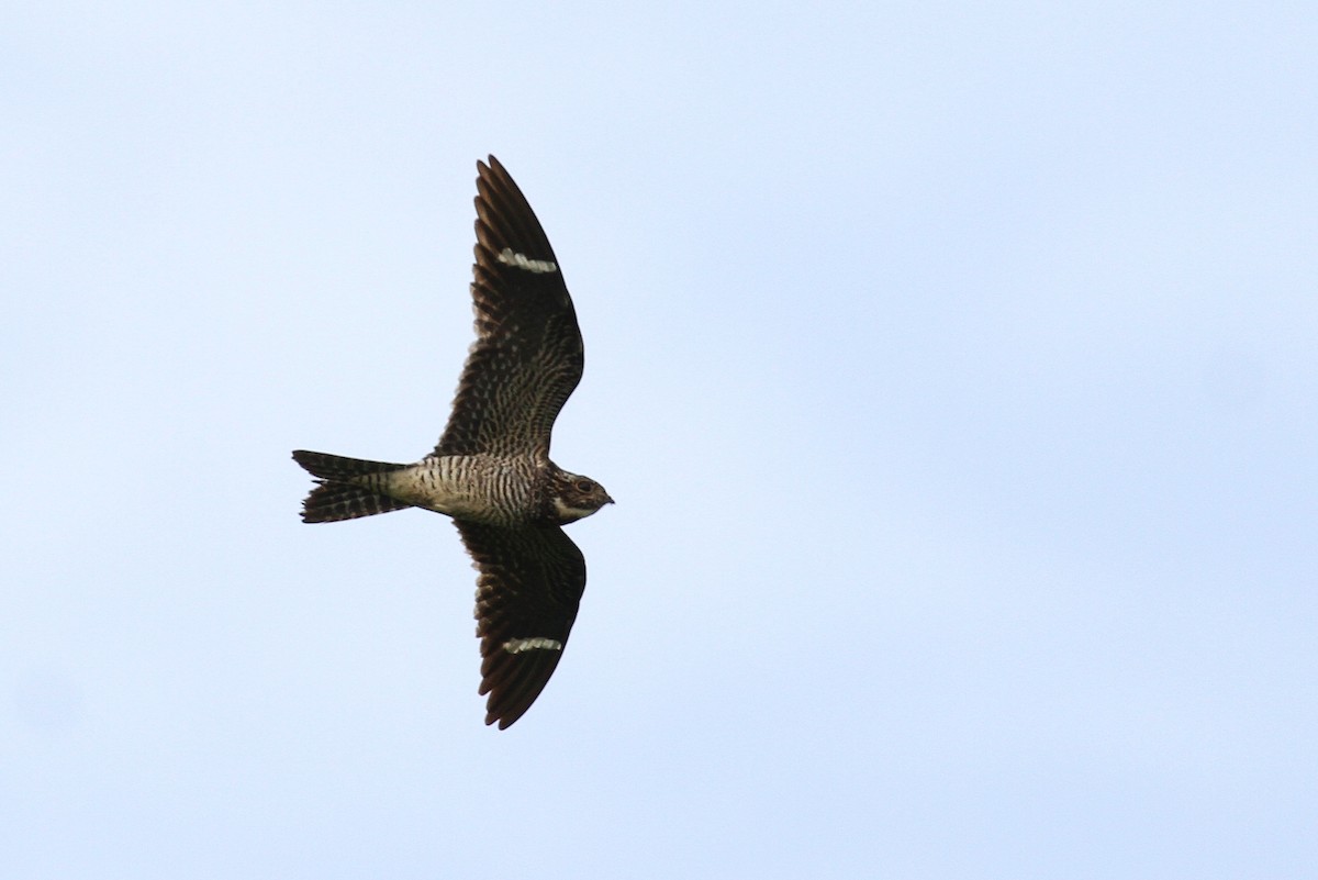 Common Nighthawk - Alex Lamoreaux