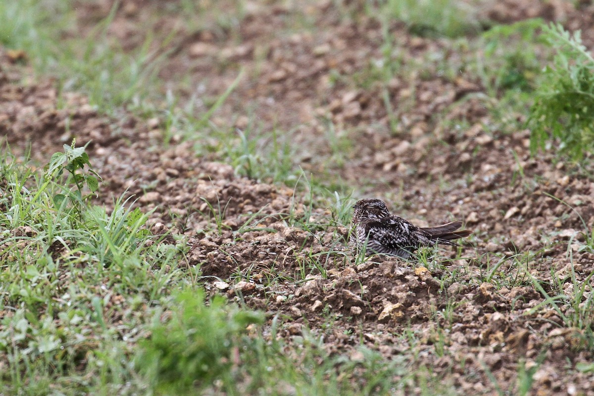 Common Nighthawk - Alex Lamoreaux