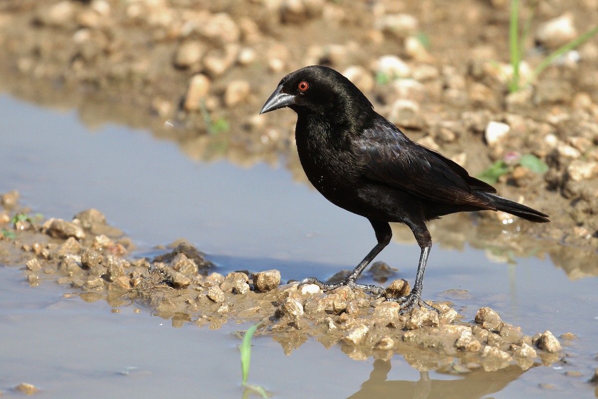 Bronzed Cowbird - ML107295441