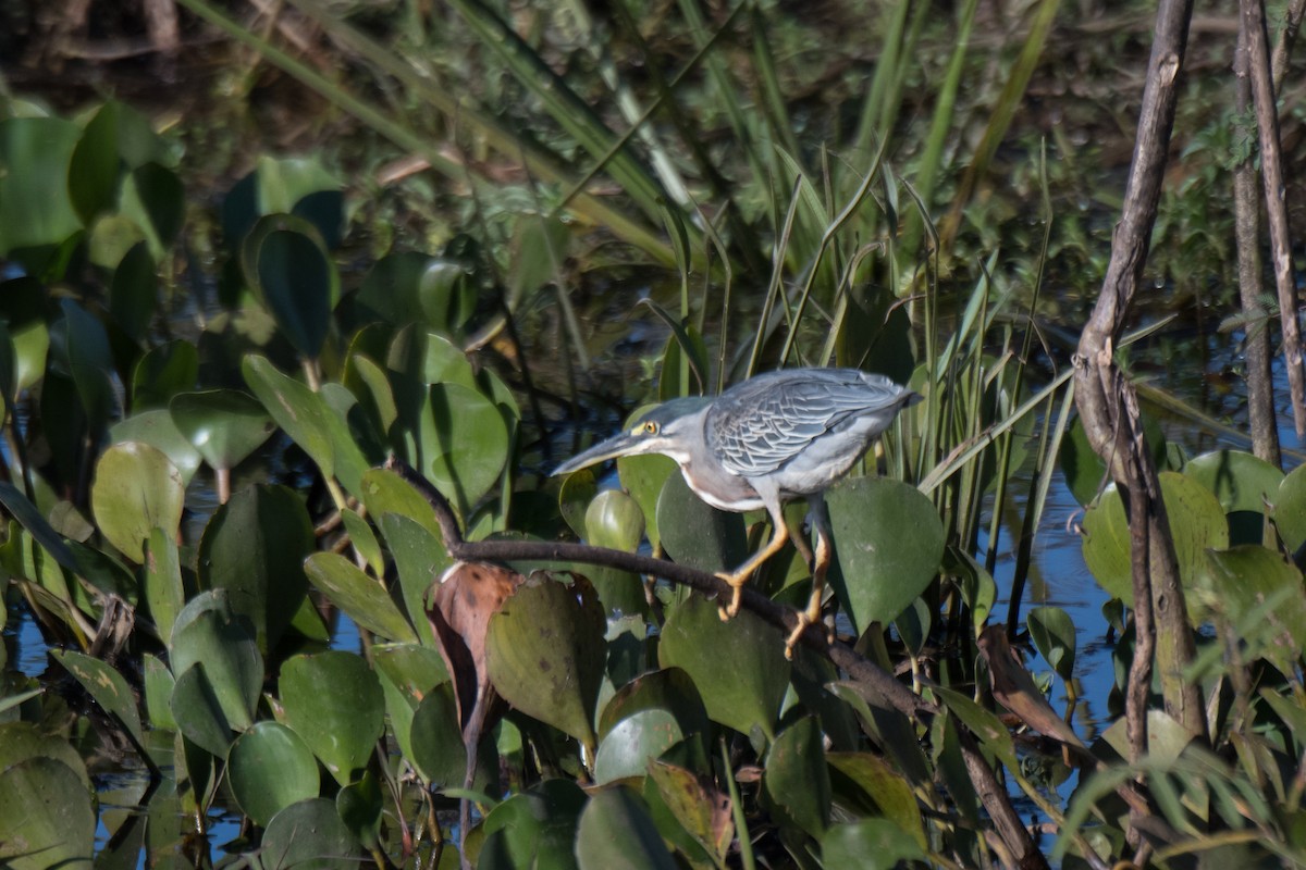 Striated Heron - ML107295531