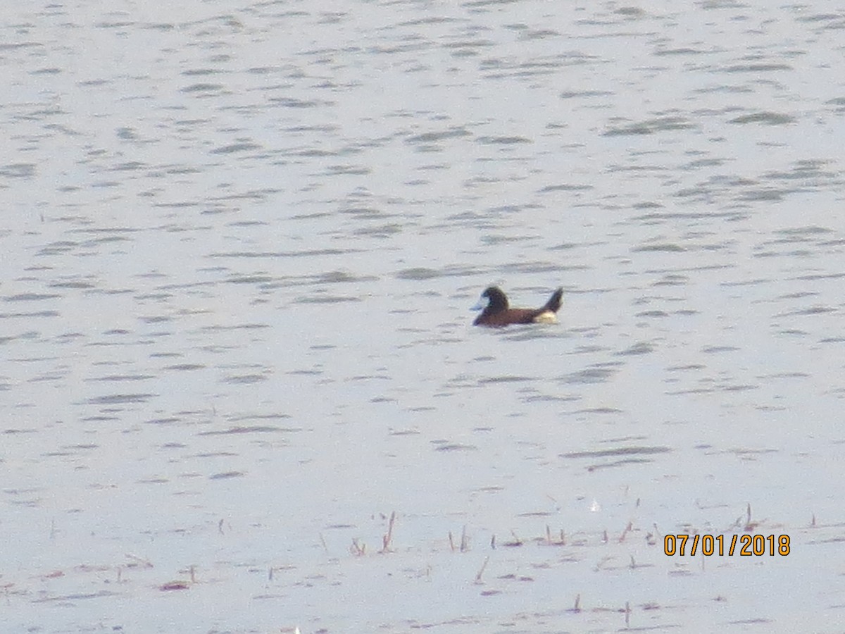 Ruddy Duck - ML107296031