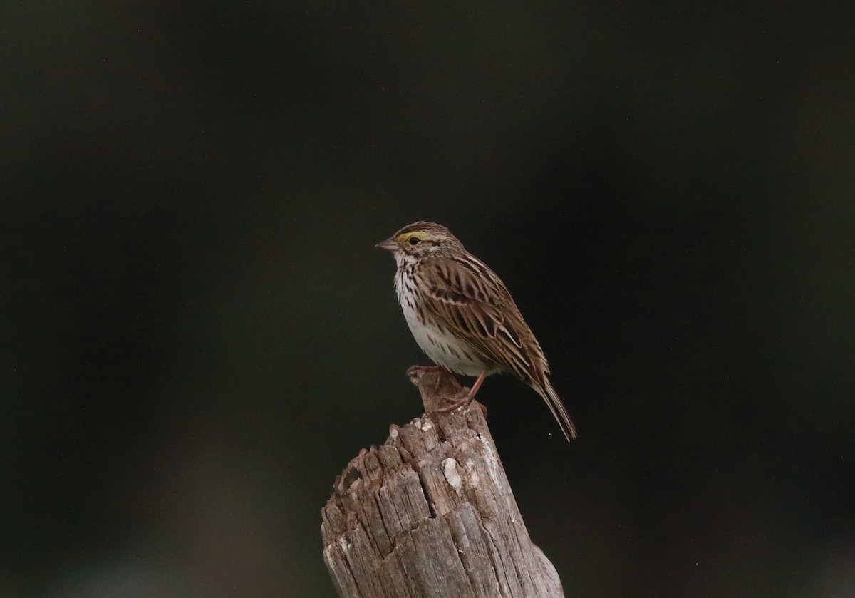 Savannah Sparrow - ML107296331