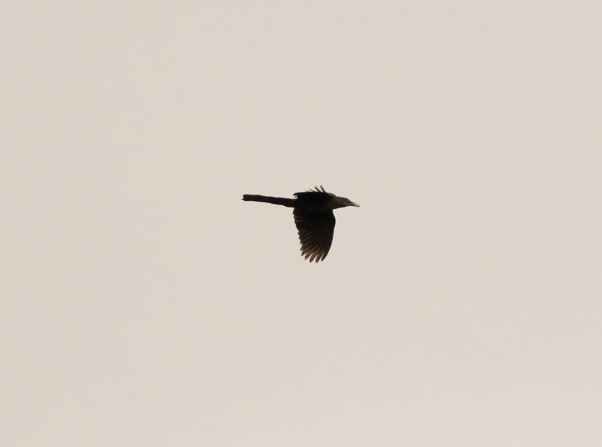 Great-tailed Grackle (Great-tailed) - ML107296391