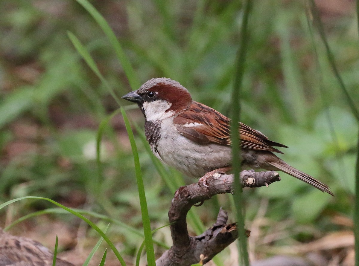 Moineau domestique - ML107296481