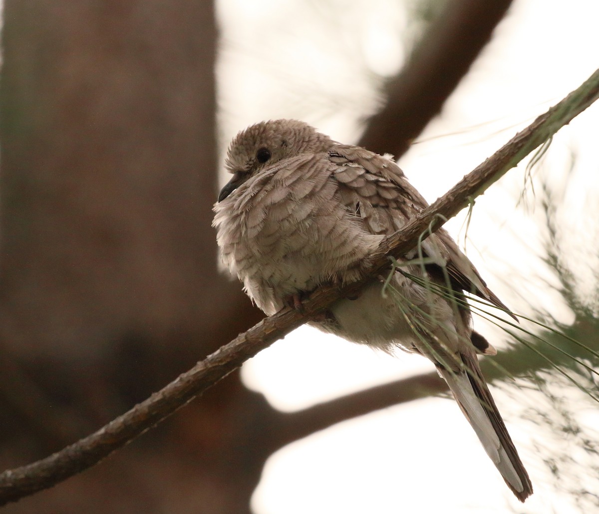 Inca Dove - ML107296531