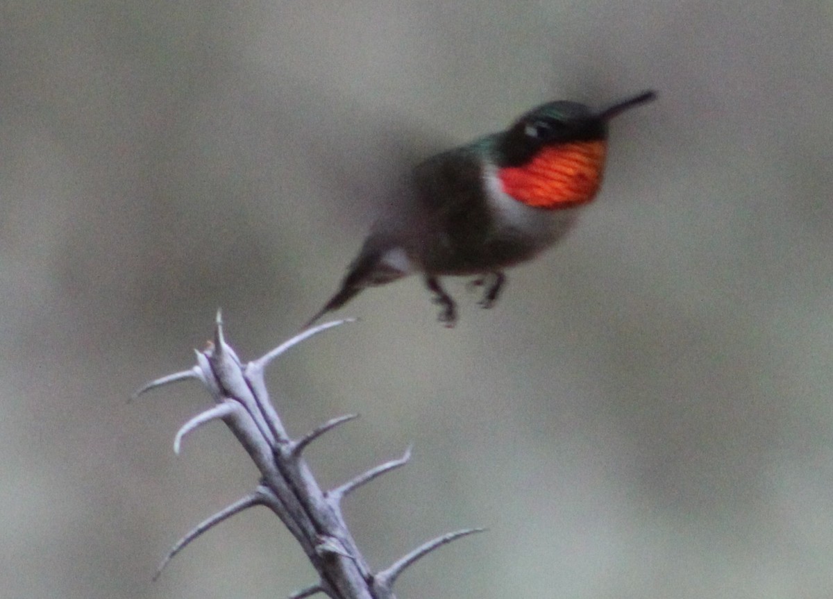 Colibri à gorge rubis - ML107297171