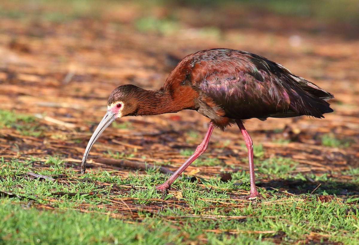 White-faced Ibis - Greg Gillson