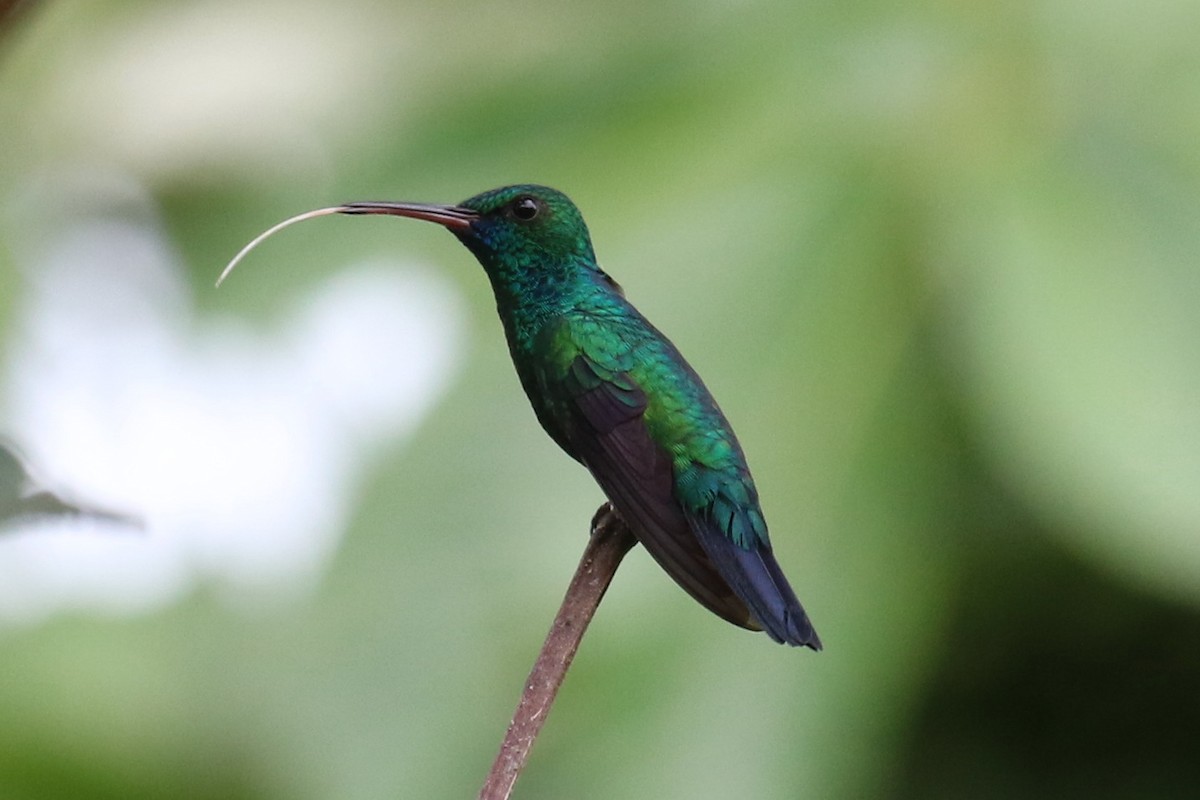 Blue-chinned Sapphire - ML107300061