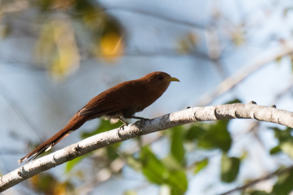 Little Cuckoo - ML107302591